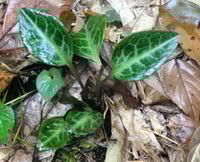 a small shrub of Pyrola calliantha H. Andres. grow in field