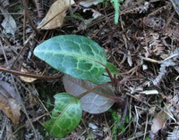 a small shrub of Pyrola calliantha H. Andres. grow in woods