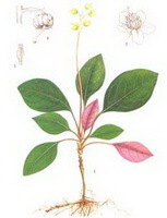 a colorful drawing of Pyrola decorata H. Andres,plant,green and pink leaves,flower spike,brownish roots