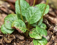 shrubs of Pyrola decorata H. Andres. grow in field