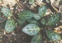 plants of Pyrola decorata H. Andres. grow in field