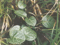 shrubs of Pyrola decorata H. Andres. grow in grass
