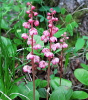 flowering plants of Pyrola incarnata Fisch.ex Dc. with pink flower spikes grow in field