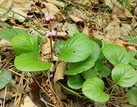 shrubs of Pyrola incarnata Fisch.ex Dc. with green leaves grow in field