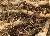 Rhizoma Dioscoreae Nipponicae