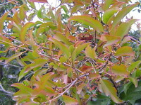 a growing plant of Scurrula parasitica L. with yellow green leaves grow in field