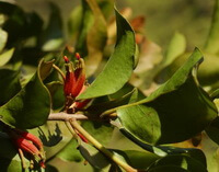 a flowering plant of Scurrula parasitica L. grows in sunny field