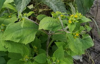 a flowering plant of Siegesbeckia glabrescens Makino with yellow flowers