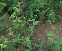 several flowering plants of Siegesbeckia orientalis L with green leaves,purple stems and small flowers grow in field