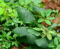 plants of Sinomenium acutum Thunb.Rehd.et Wils. grow in field with many small green leaves