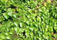 plants of Sinomenium acutum Thunb.Rehd.et Wils. grow in field with many green leaves
