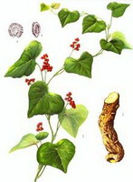 a colorful drawing of Stephania tetrandra S. Moore.,drawing of plant and herb,red fruits,rhizome