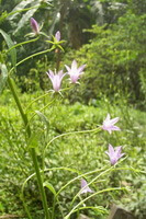 a flowering plant of Adenophora stricta Miq.,with seven flowers