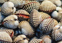 many pale color shellfishes of Arca granosa Linnaeus are piled together.