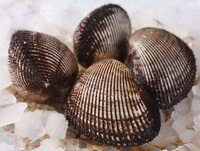 four brownish inkfishes of Arca inflata Reeve are stored in ice blocks.
