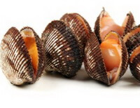 several brownish living shellfishes of Arca subcrenata Lischke.