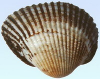 shell of Arca subcrenata Lischke.