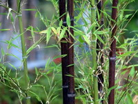 growing plants of Bambusa tuldoides Munro.