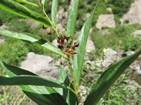 flowering plant of Cynanchum glaucescens Decne.Hand.Mazz.