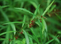 flowering plants of Cynanchum stauntoni Decne.Schltr.Ex Levl.