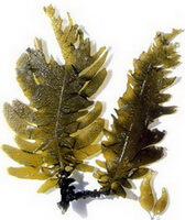 fresh plant of Ecklonia kurome Okam.