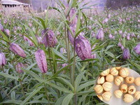 Fritillaria cirrhosa D.Don