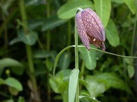 a flowering plant of Fritillaria cirrhosa D.Don.,with a purple pied flower