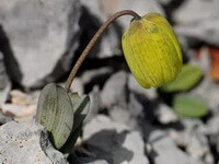 a flowering plant of Fritillaria delavayi Franch.,with yellow flower