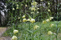several flowering plants of Fritillaria thunbergii Miq.