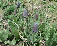 flowering plants of Fritillaria unibracteata Hsiao et K.C.Hsia.,growing in fields with several pendulous purple flowers
