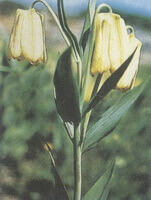 a flowering plant of Fritillaria walujewii Regel,with three flowers