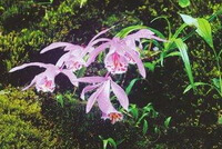 flowering plants of Pleione bulbocodioides Franch.Rolfe.,with four pink flowers