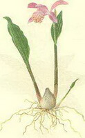 a colorful drawing of Pleione yunnanensis Rolfe.,bulb and root,stem,leaves and pink flower