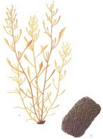 a drawing of Sargassum fusiforme Harv.Setch.