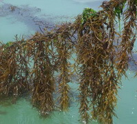 fresh plants of Sargassum fusiforme Harv.Setch.