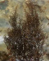 growing plant of Sargassum pallidum Turn.C.Ag.