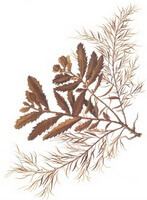 sample of Sargassum pallidum Turn.C.Ag.