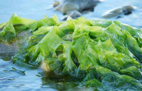growing plants of Seaweed