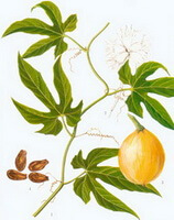 a drawing of Trichosanthes kirilowii Maxim.,stem and leaves,fruit pulp and seeds
