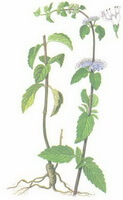 a colorful drawing of Agastache rugosa Fisch.et Mey. O.Kuntze.,green leaves and flowers,root