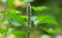 flowering plant of Agastache rugosa Fisch.et Mey. O.Kuntze. with a greenish spike