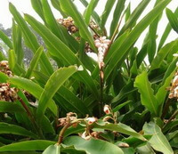 plants of Alpinia katsumadai Hayata grow in a field