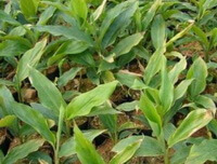 shrubs of Alpinia katsumadai Hayata grow in a field