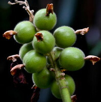green unmature fruits of Alpinia katsumadai Hayata grow on branch tip