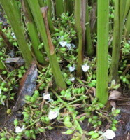stems of Amomum compactum Soland ex Maton. in field
