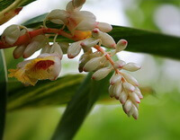 flowering plant of Amomum kravanh Pierre ex Gagnep. with whitish flower spikes