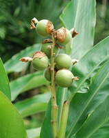 fruiting plant of Amomum kravanh Pierre ex Gagnep. with several green unmature fruits and green leaves