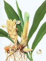 a colorful drawing of Amomum kravanh Pierre ex Gagnep,plant fruit and rhizome