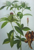 a colorful drawing of Atractylodes lancea Thunb.DC.,root,leaves and stems,flowers