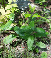 growing shrubs of Atractylodes lancea Thunb.DC. with many green leaves